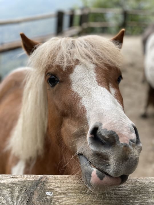 Sonstiges Pension Sonderbichlhof
