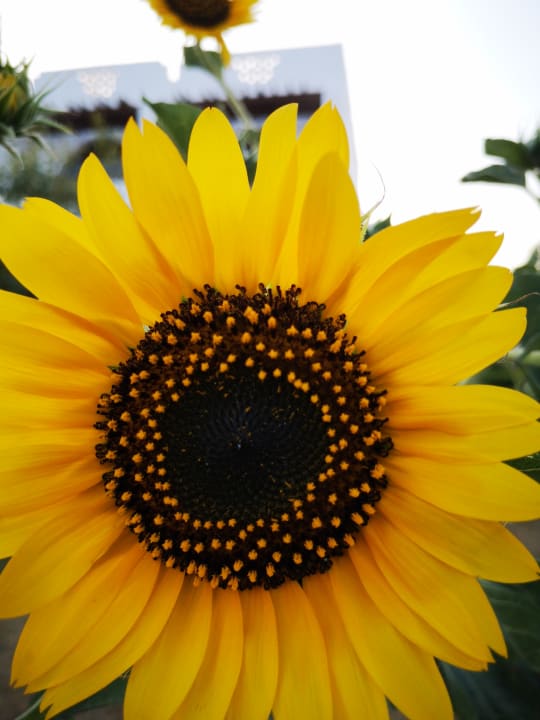 Gartenanlage Three Corners Equinox Beach Resort