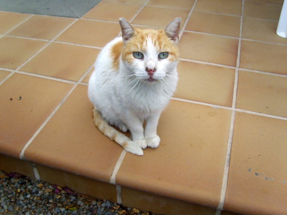Unser täglicher Gast Bungalows Cordial Sandy Golf