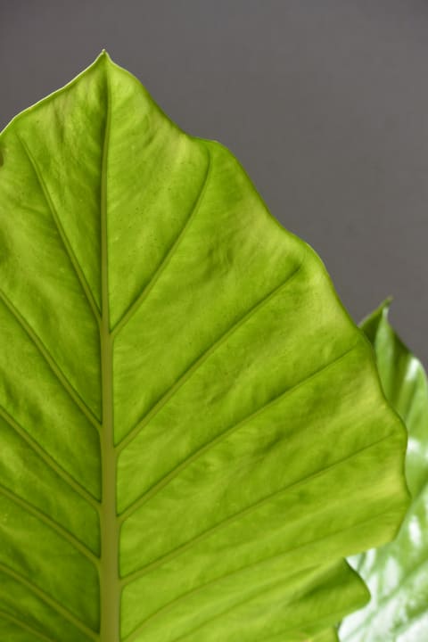 Gartenanlage R2 Lago Playa Park