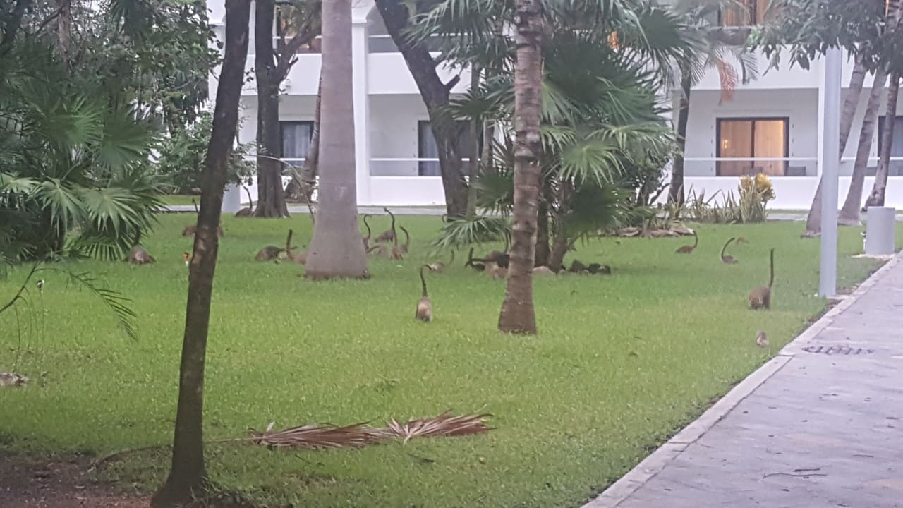 Gartenanlage Hotel Riu Tequila
