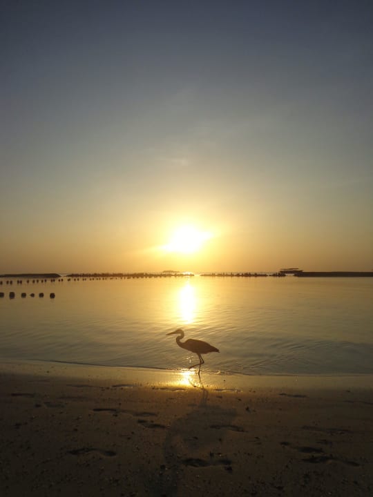 Der "Pate" bei Sonnenaufgang  Summer Island Maldives