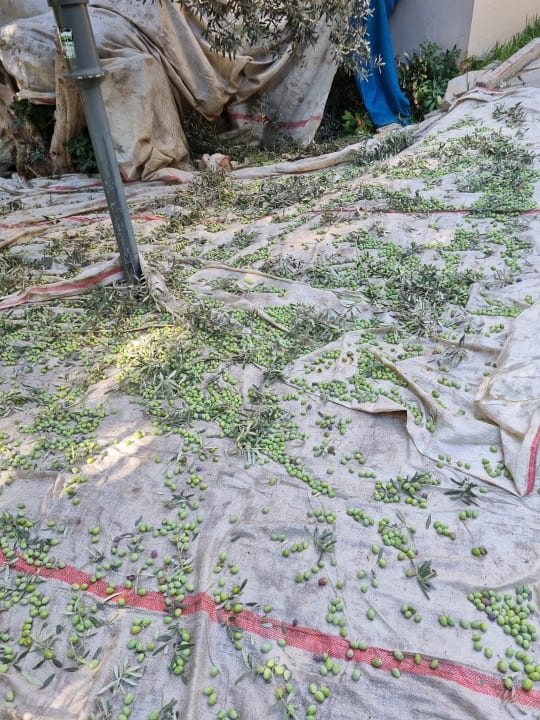 Sonstiges Hotel Orfeus Park