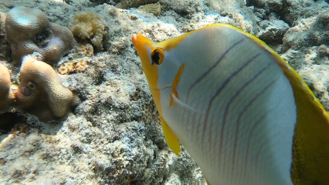 Sport & Freizeit NH Collection Maldives Reethi Resort