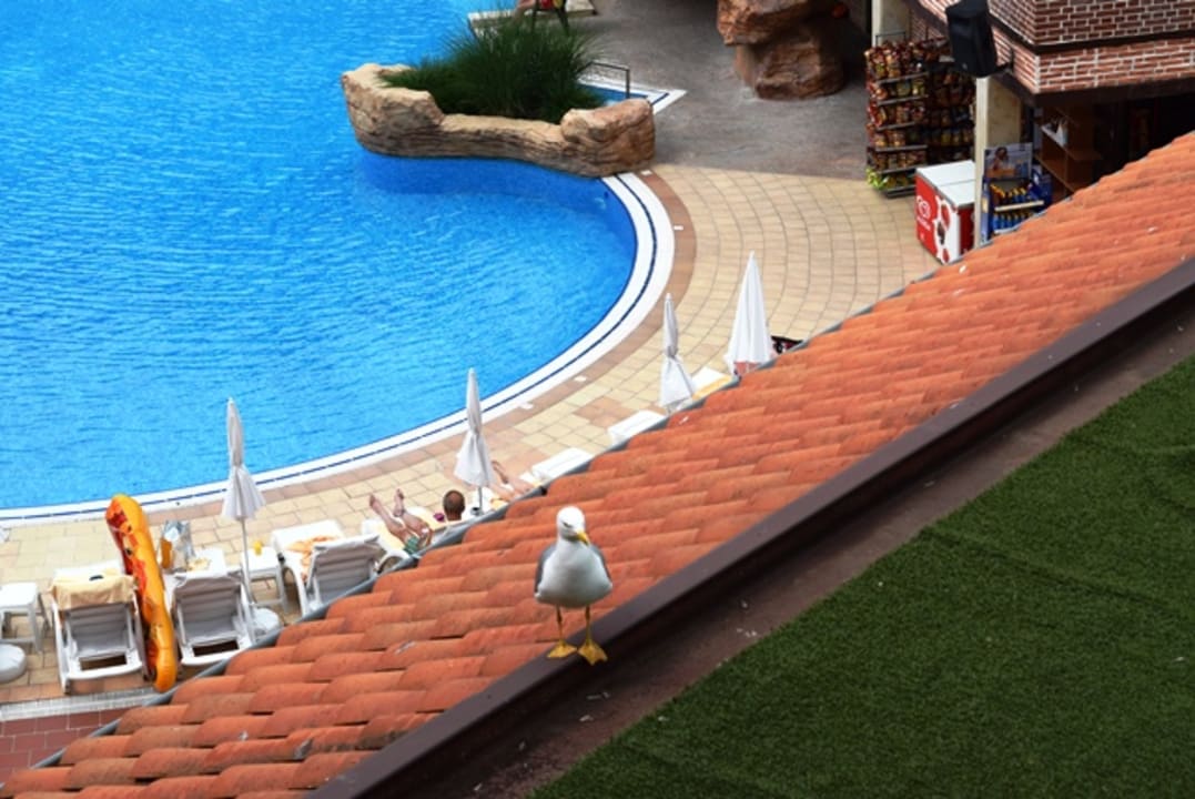 Und auch die Möwen fühlen sich wohl  GRIFID Aqua Club Bolero