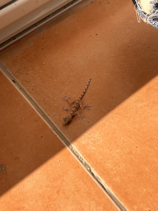 Zimmer Bliss Nada Beach Resort