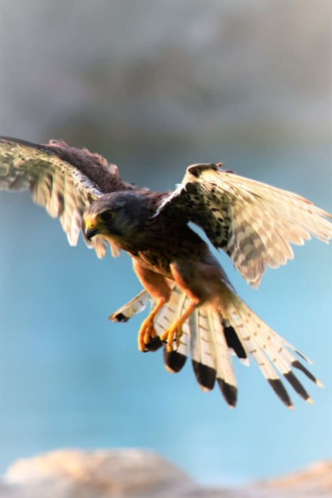 Sonstiges Makadi Spa - Adults only