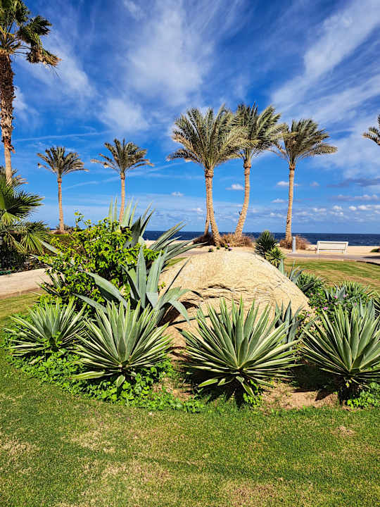 Gartenanlage Steigenberger Coraya Beach - Adults only