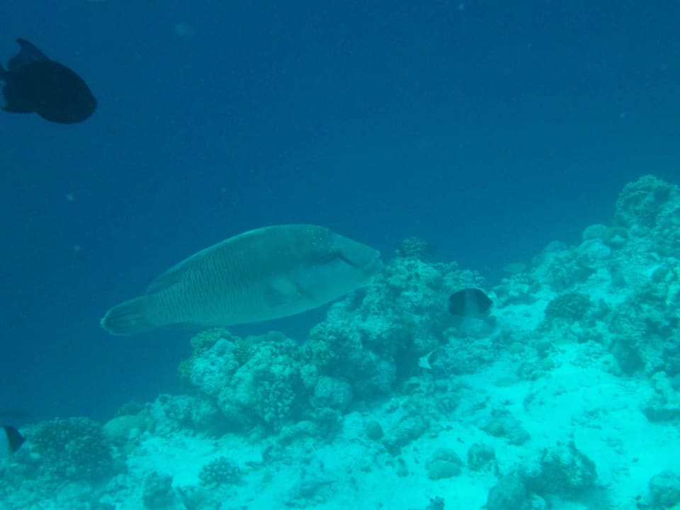 Napoleon NH Collection Maldives Reethi Resort