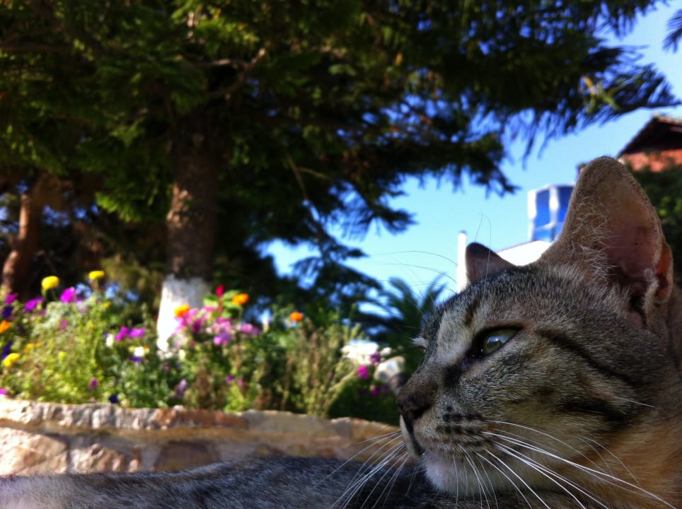 Hotelowy kot Hotel Kalithea Mare Palace