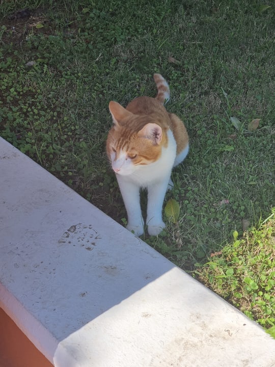 Gartenanlage Miramare Queen Hotel