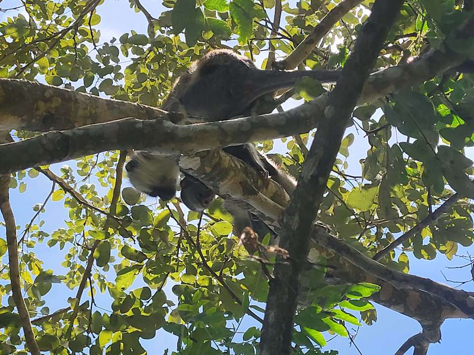 Gartenanlage Hotel Riu Palace Zanzibar