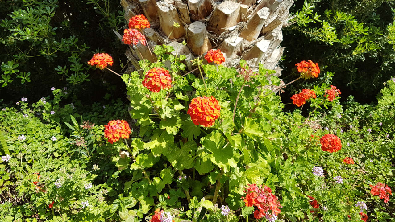 Garten Hotel Kalithea Horizon Royal