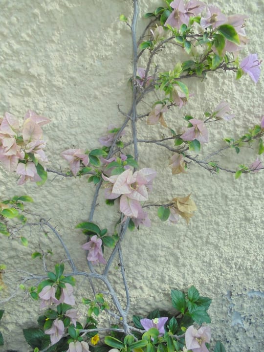 Die Anlage ist toll bepflanzt uns sehr gepflegt Hotel Morabeza