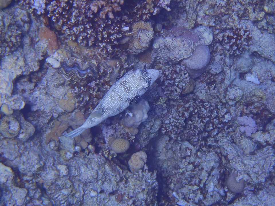 Sport & Freizeit JAZ Elite Asteria