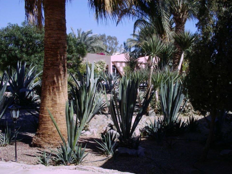Gartenanlage Eagles Paradise Abu Soma