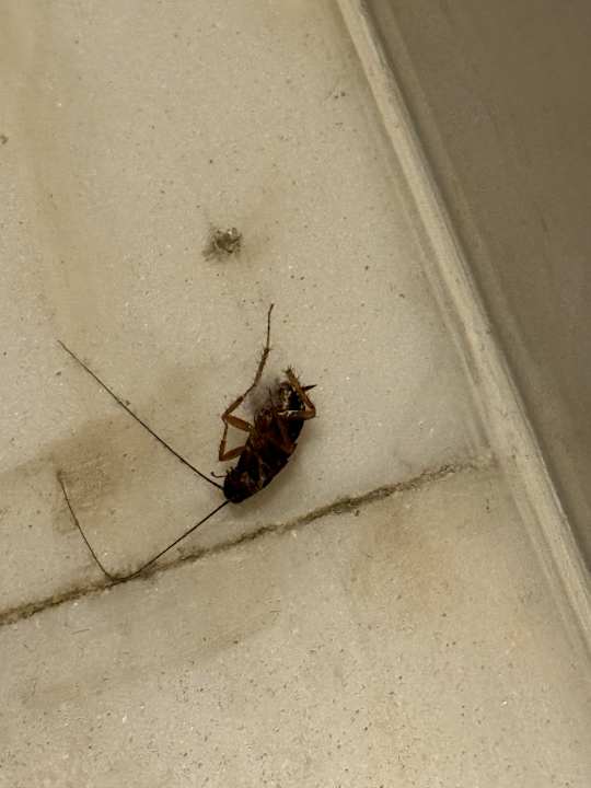 Zimmer The St. Regis Saadiyat Island Resort, Abu Dhabi