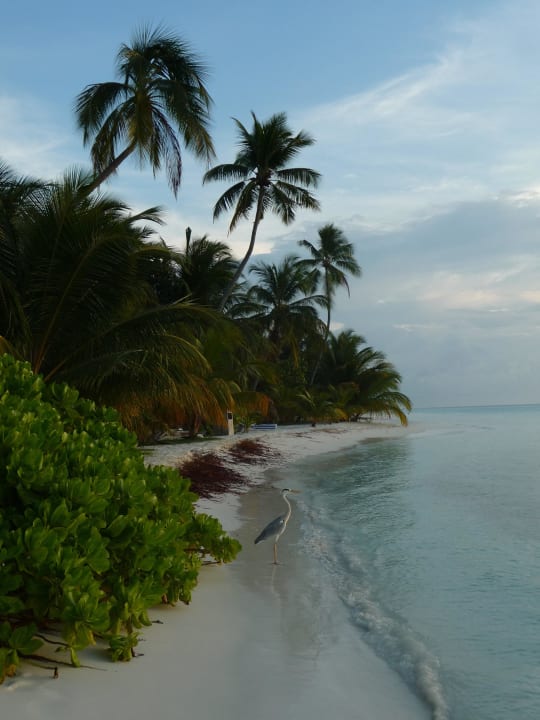 Ministrand im 100er Bereich Meeru Maldives Resort Island