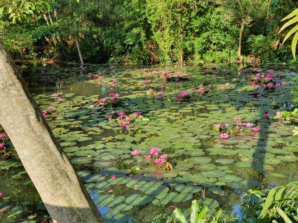 Gartenanlage Dusit Thani Krabi Beach Resort