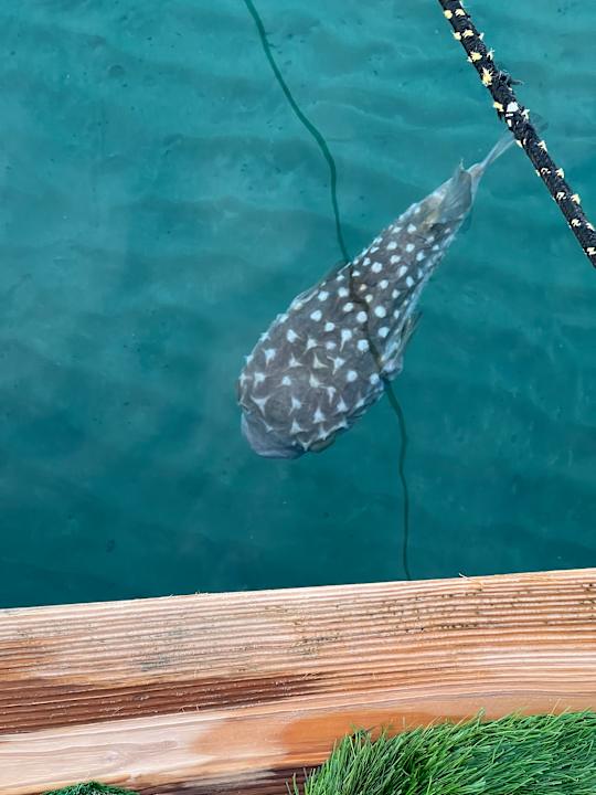 Sonstiges Cleopatra Luxury Resort Makadi Bay