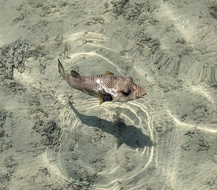 Strand Stella Beach Resort & Spa Makadi Bay