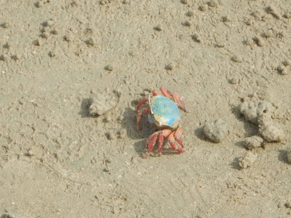 Strandbewohner Casa Mare Resort