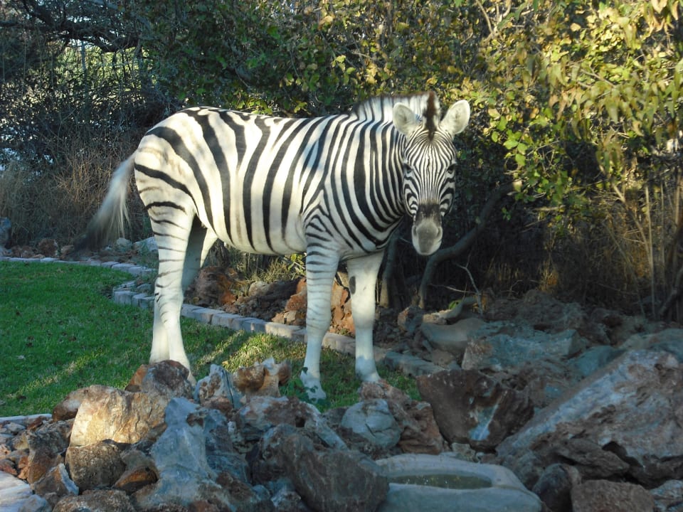 Zahmes Steppenzebra im Hotelbereich Etosha Village