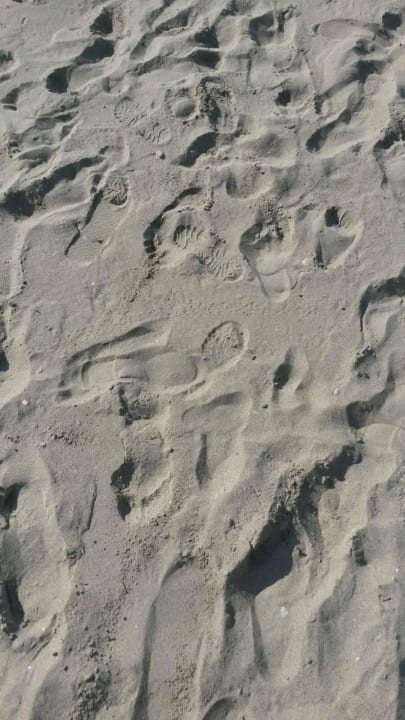 Spuren im Sand Papillon Ayscha