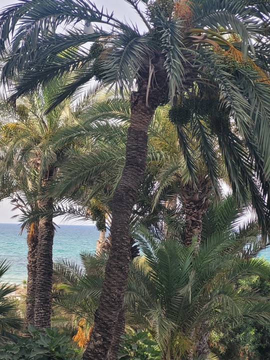 Ausblick Hotel Marhaba Beach