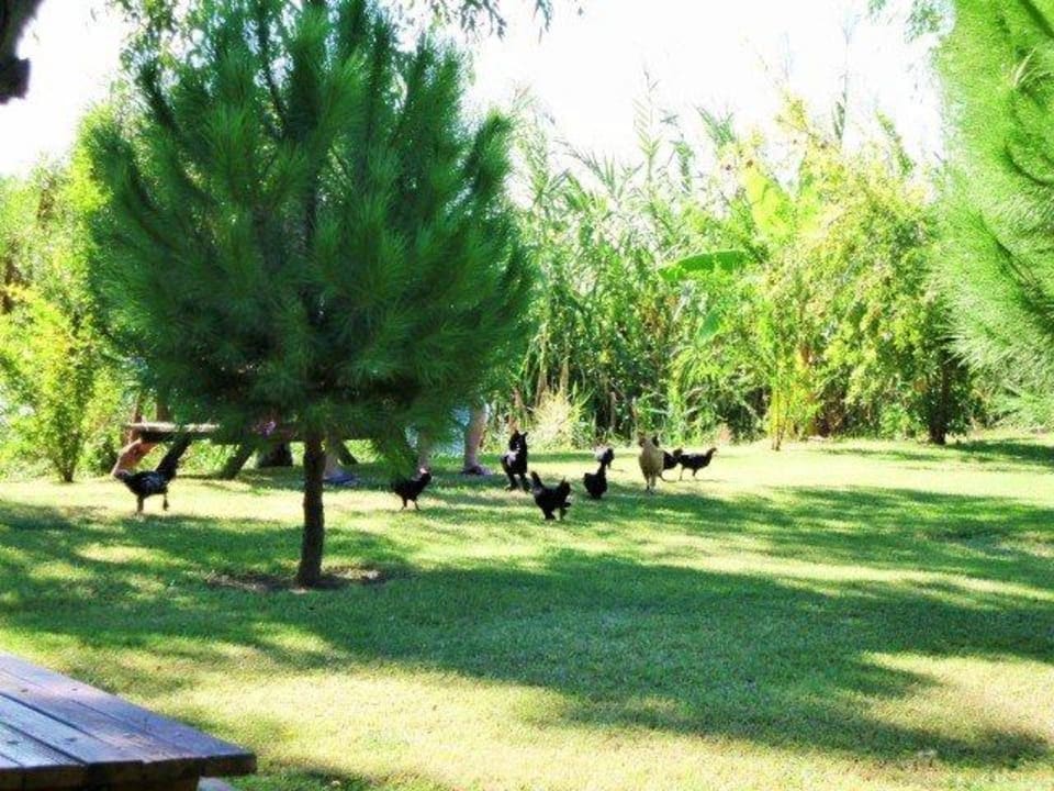 Eier von glücklichen Hühnern  Crystal Paraiso Aqua Collection