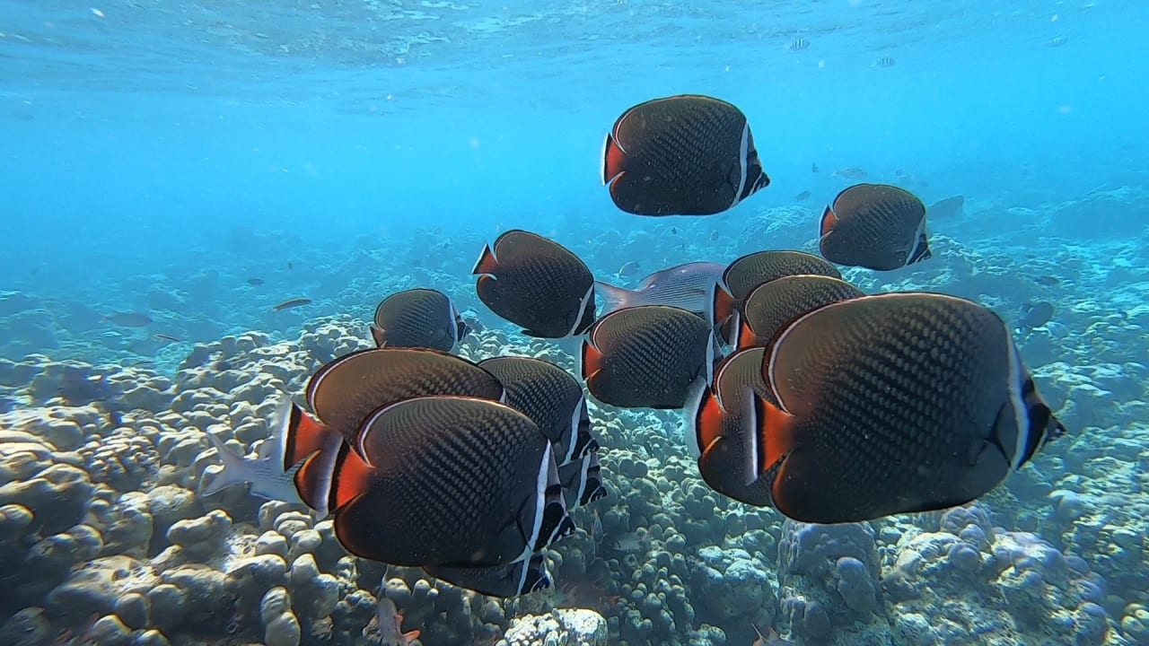 Sport & Freizeit NH Collection Maldives Reethi Resort