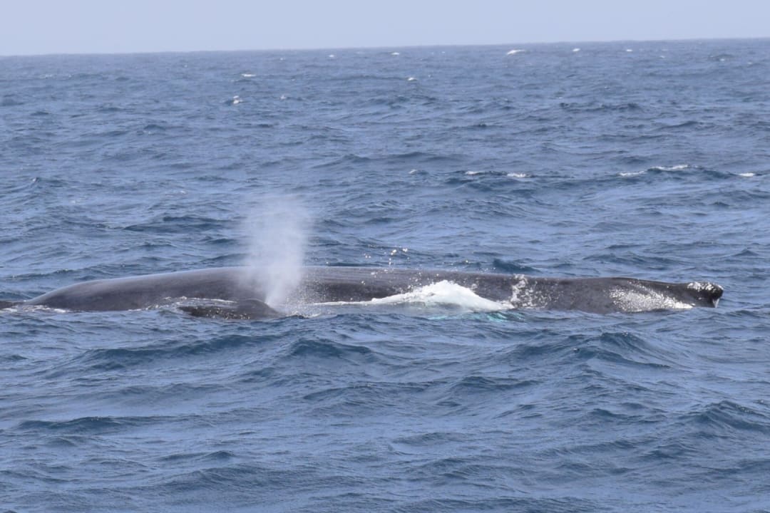 Whale Watching mit Cabokai Tours Hotel Riu Touareg