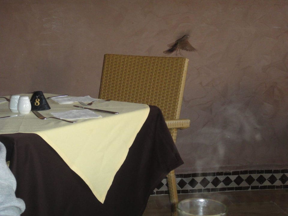 Vögel im Restaurant/Frühstücksbereich Hotel & Spa Zalagh Kasbah
