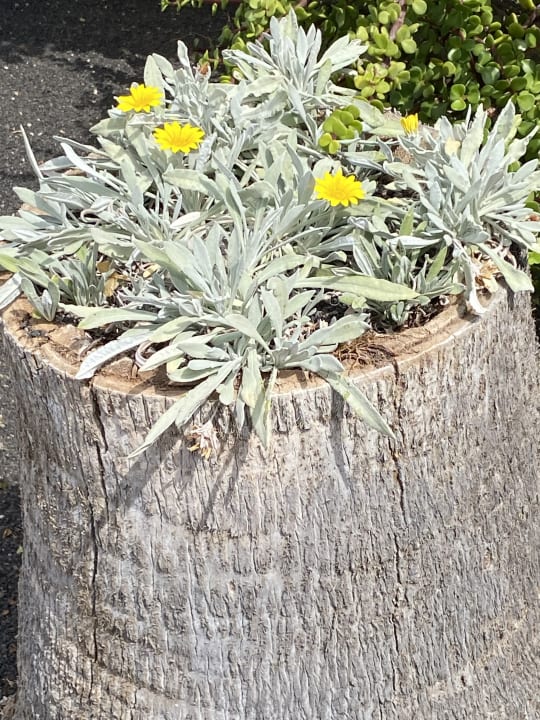 Gartenanlage Hotel Hyde Park Lane