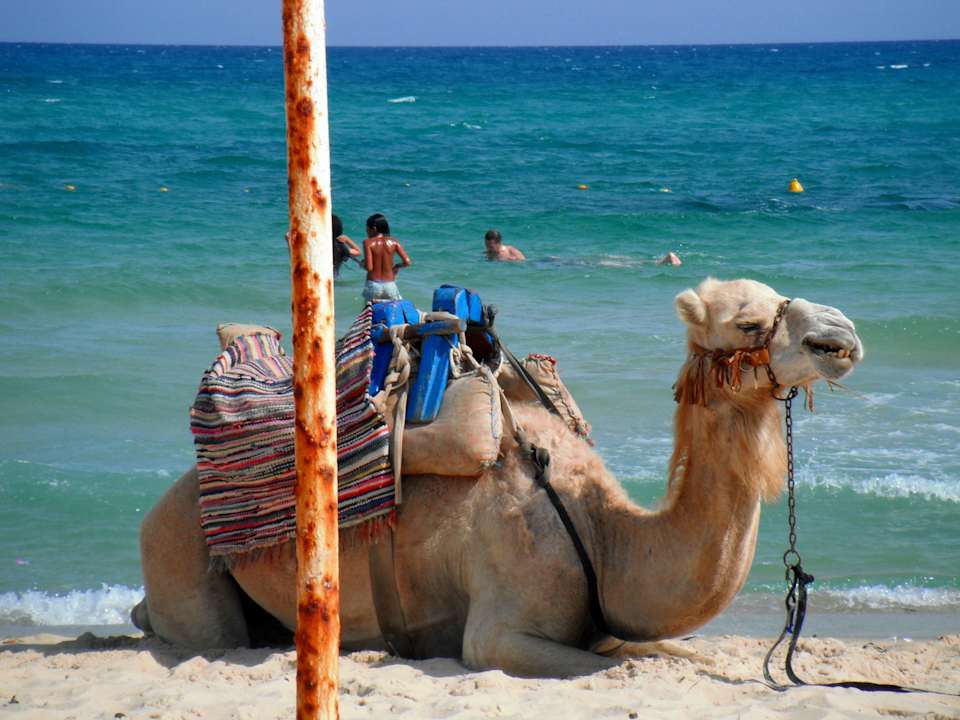 Kamelreiten am Strand Movie Gate Miramar