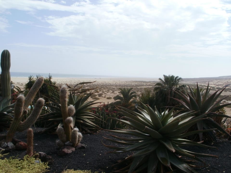 Ogród Paradisus by Meliá Fuerteventura