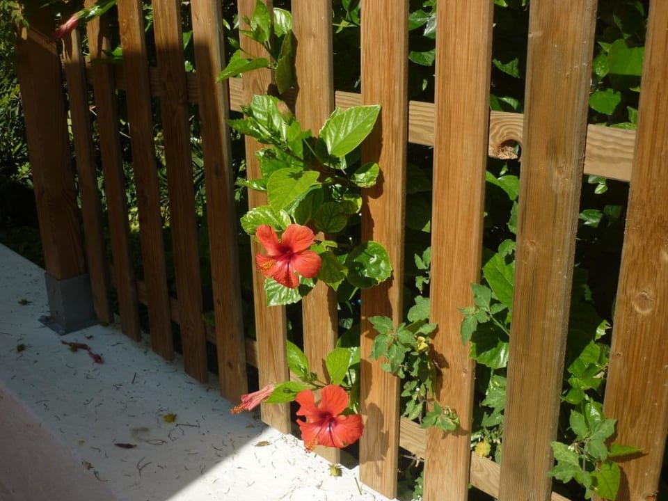 Zaun Barceló Portinatx - Adults only