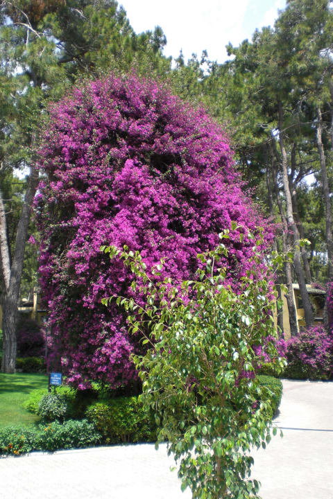 Blütenpracht Ende Mai Turquoise Hotel