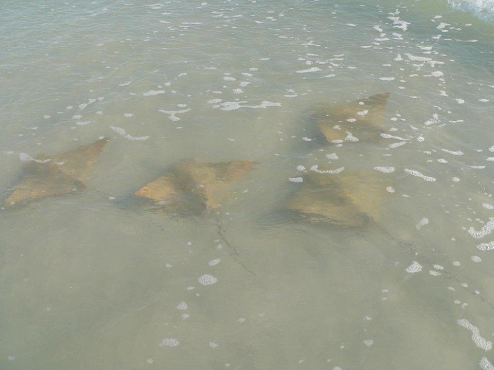 Rochen am Strand vor dem Hotel Hotel Outrigger Beach Resort