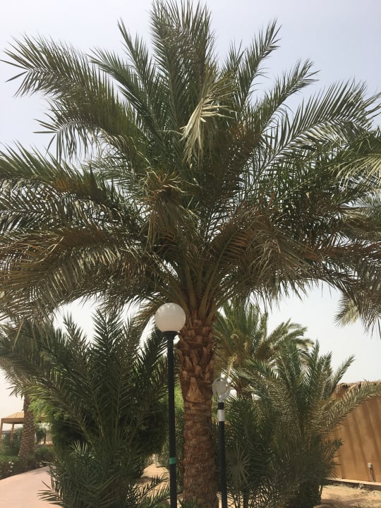 Gartenanlage Hurghada Long Beach Resort