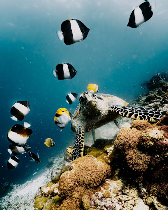 Sport & Freizeit NH Collection Maldives Reethi Resort