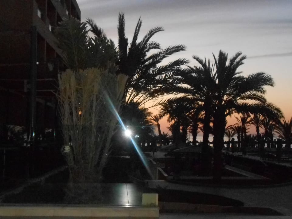 Palmen Hotel Rosa Beach