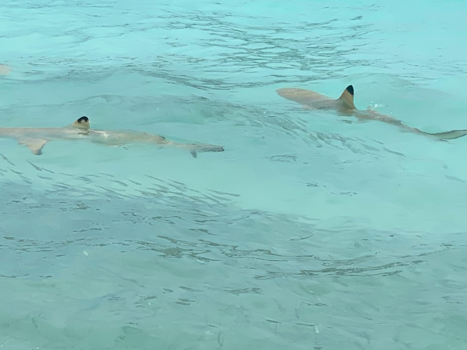 Strand Constance Halaveli Maldives