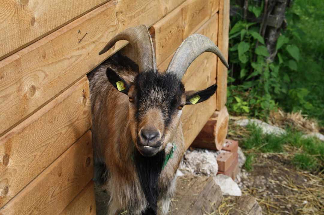 Ziege Familienbauernhof Grossgrub