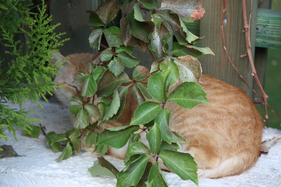 Katze beim ratze High Beach Resort