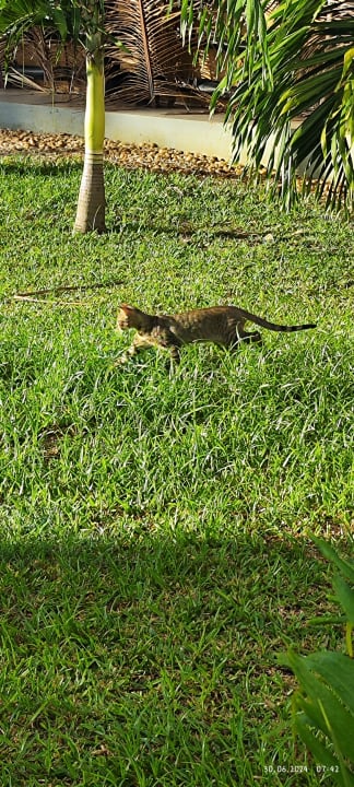 Gartenanlage Hotel Southern Palms Beach Resort