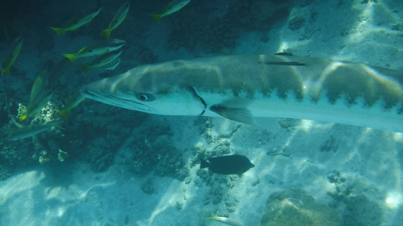 Sport & Freizeit Malikia Resort Abu Dabbab