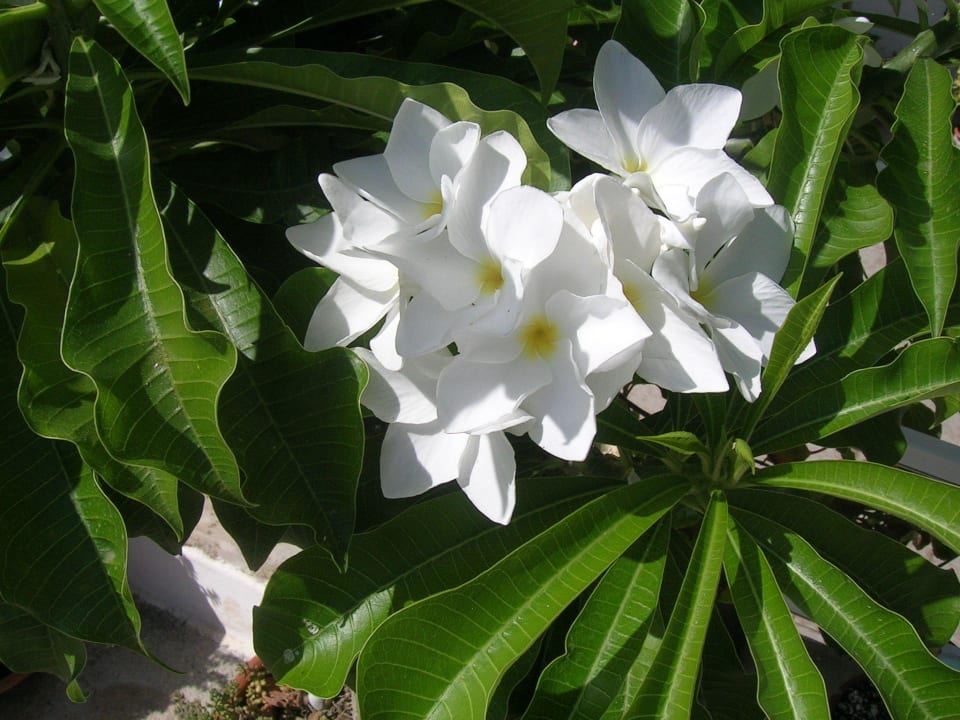 Plumeria Pudica Hotel Kathrin Beach