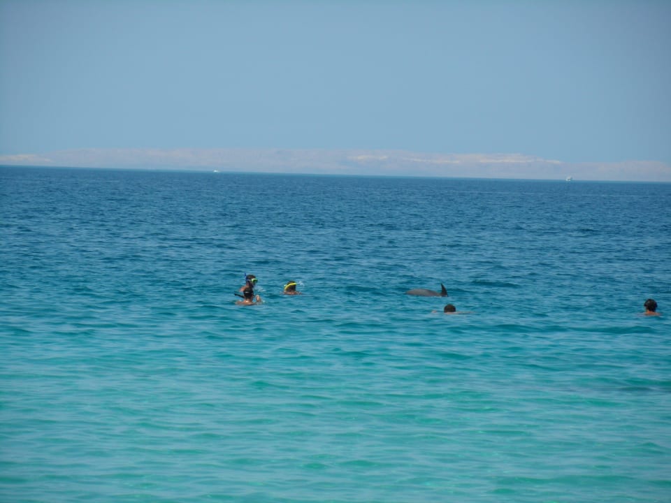 Delphin kam bis an den Strand Palm Beach Resort