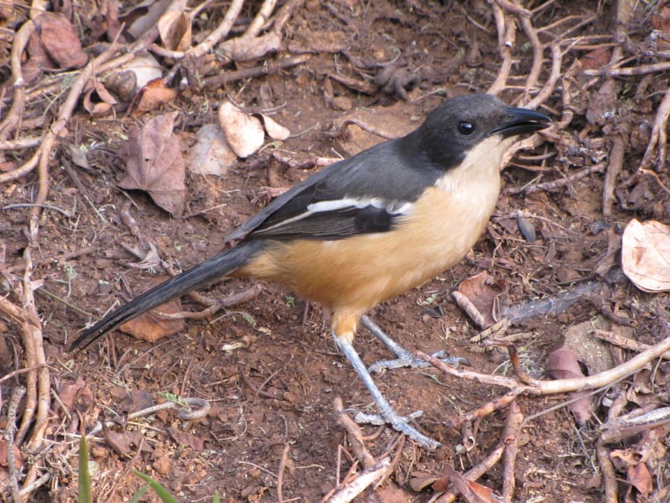 Flötenwürger Restcamp Lower Sabie